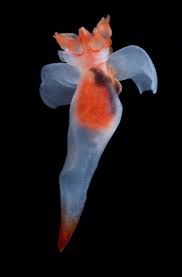 Image result for Lobelia pteropoda