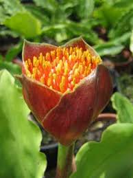Image result for Scadoxus membranaceus