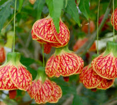 Image result for Abutilon austro-africanum
