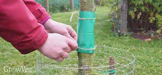 5 Organic Ways To Foil Fruit Tree Pests