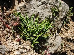 Image result for Asplenium uhligii
