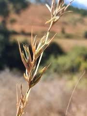 Image result for Cymbopogon caesius