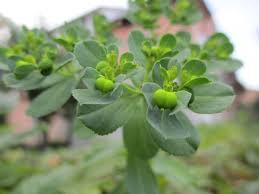 Image result for Euphorbia mwinilungensis