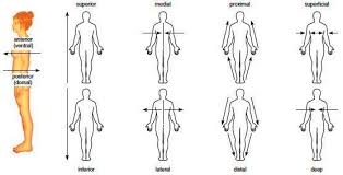 Anatomical position diagram, find out more about anatomical position diagram. Pin On Curso Personal