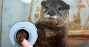 Just check out what they do as they are being sprayed with water. Otter Facts 16 Interesting Facts About Otters Kickassfacts Com