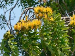 Image result for Cordyla