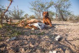 Was den sensiblen familienhund auszeichnet und so besonders macht, erfahrt ihr hier im steckbrief. Jagd Mit Rhodesian Ridgebacks Jagdreisen