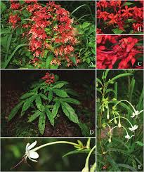 Image result for Clerodendrum pleiosciadium