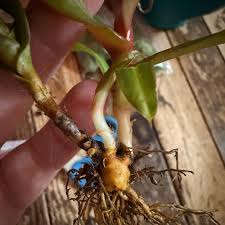 Adrian's Pitcher Plant Care 101: Water, Light & Growing Tips