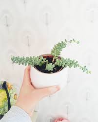 I Love This Little Succulent I Ve Had It For About 2 Years Barely Watered It Kept It In The Tiniest Pot Ever And It Still Hanging Succulents Succulents Sedum