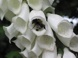 Het is gemakkelijk te herkennen door zijn talrijke buisvormige bloemen. File Tuinhommel Op Vingerhoedskruid Bombus Hortorum On Digitalis Purpurea 3 Jpg Wikimedia Commons