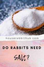 Rabbits are small mammals in the family leporidae (along with the hare) of the order lagomorpha (along with the pika). Do Rabbits Need Salt House Rabbit Hub