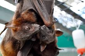 Oliver And Baby At The Tolga Bat Hospital Australia Flying Foxes Bat Cute Animals Fox Bat Animals