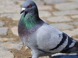 Uno dei primi è lo sfruttamento degli spaventapasseri per tenere i corvi e i merli dalle sue colture. Dissuasori Per Piccioni Costi E Durata