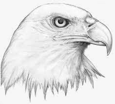 Most of my drawing tutorials are easy drawings for beginners, step by step drawing, so you won. Cool And Easy Animal Drawings Novocom Top