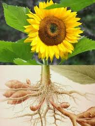 Dan keunggulan bunga matahari sebagai obat asam urat adalah tidak ada efek samping bagi tubuh, terutama organ ginjal dan hati. Olah Raga Kesehatan Khasiat Akar Bunga Matahari