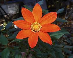 Where can i buy dahlias near me. Dahlia Pacific Bulb Society