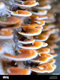 The beauty of Ganoderma Lucidum growing in the farm. This is a way to grow  mushrooms almost like nature for good nutritional quality for human health  Stock Photo - Alamy
