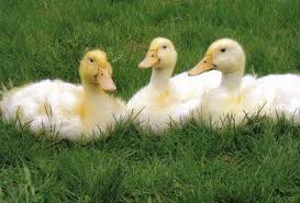 Black And Yellow Spotted Duckling White Pekin Ducks Waterfowl Hatchery Pekin Duck Pekin Ducklings Ducklings