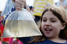PHOTOS: Sheridan salmon release