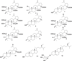 Image result for Cyphostemma crotalarioides