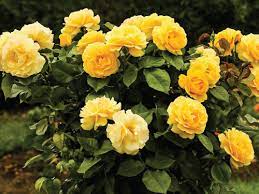 Lowe's has have a variety of rose varieties, all with individual preferences for sun, shade, water and pruning. Rose My Yellow Bush Form Hello Hello Plants Garden Supplies