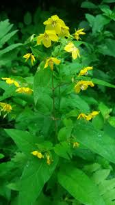 Image result for Lysimachia ruhmeriana