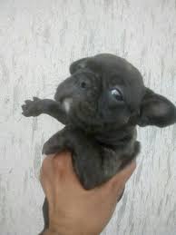 We are located in arizona but hand deliver puppies nationally or internationally in cabin with our puppy nanny. French Bulldogs Nepal Home Facebook