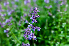 Check spelling or type a new query. How To Grow Catmint