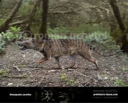 Image result for Dissotis speciosa