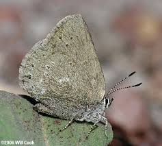 Image result for Satyrium buchananii