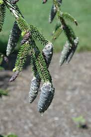 Picea orientalis 'gowdy' an upright columnar form of oriental spruce. Gowdy Oriental Spruce Picea Orientalis Gowdy In Wilmette Chicago Evanston Glenview Skokie Winnetka Illinois Il At Chalet Nursery