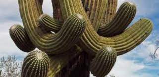 Aparece un dolor repentino de cabeza y, en el botiquín, solo quedan aspirinas cuya fecha de caducidad ha pasado hace unos días. Locos Por Los Cactus