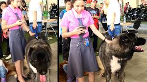 Traditionally the large sized breed of dogs was used for guarding, herding and protecting flocks of sheep. The Biggest Dog I Ve Ever Seen Cebu Philippines Youtube