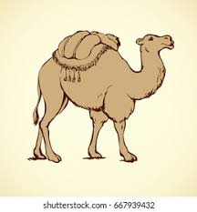 Before you begin reading and during ask questions such as Camel Herbivorous Enduring Mammal Isolated On Stock Vector Royalty Free 667939432