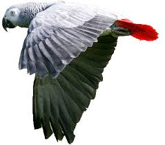 Similar with indian sheep png. African Grey Parrot Flyinf Cutout Alex Foundation