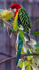 Fertile Bird Eggs For Sale Australia Heroinsight In 2020 Colorful Birds Pretty Birds Beautiful Birds