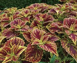 Image result for Coleus tetragonus