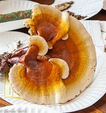 Image result for Ganoderma curtisii