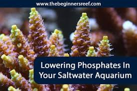 How To Lower Phosphates In Your Saltwater Aquarium