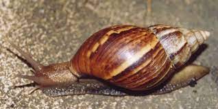 Ya solicitamos a @alcaldiabaruta una inspección #vecinos #sanluis #baruta #caracolesafricanos #peste pic.twitter.com/rpturahhsb. Achatina Fulica Wikipedia La Enciclopedia Libre