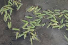 Image result for Potamogeton octandrus