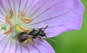 Here are the best 8 fall flowers for honeybees. Bees Of Michigan Michigan Pollinator Initiative