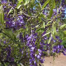 Image result for Bolusanthus