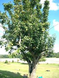 Ayers Pear Tree N Lapergola Info