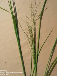 Image result for Leptochloa fusca
