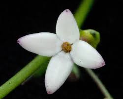 Image result for Cordylostigma longifolium