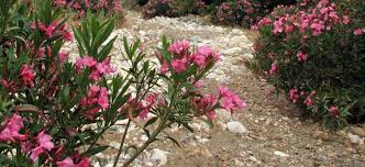 Der oleander benötigt den sonnigsten und wärmsten platz, den sie anbieten können. Oleander Nerium Oleander