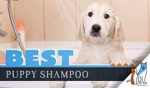 When and how to bathe bathing your puppy: 10 Best Puppy Shampoos Our Best Smelling Pick With Answers To Faq S