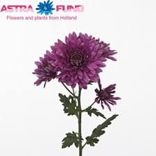 Image result for eustoma flamenco